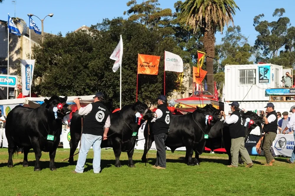 Los bovinos de carne presentarán una excelente muestra de todo su potencial productivo