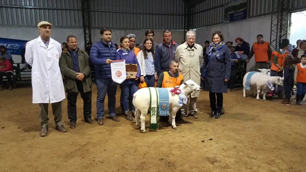El Gran Campeón Texel PI, expuesto por cabaña Illescas, de Lucas La Cava