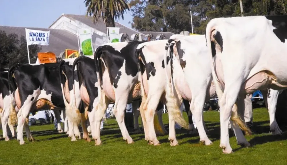 La ganadería lechera mostrará todo su potencial en la Expo Prado