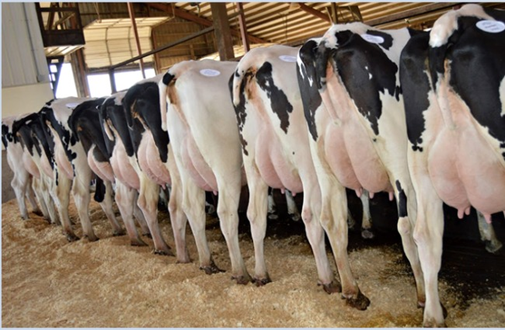 Alarma por el virus de las ubres