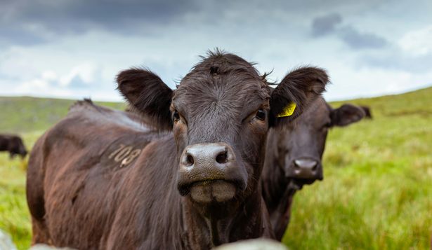 Tormenta en el sector ganadero: buenas noticias externas... eclipsadas por un par de malas nuevas locales.