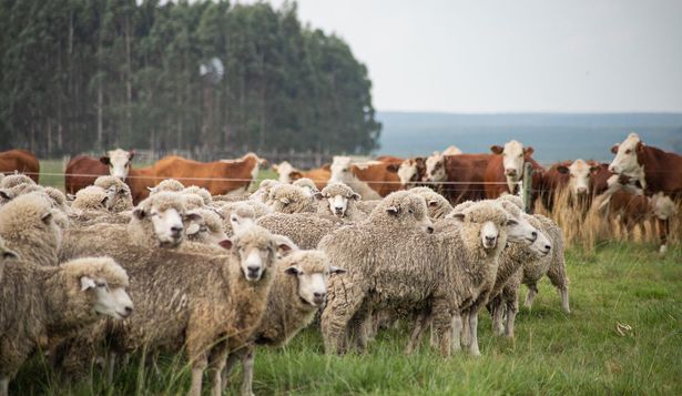 Sector agropecuario: sistema productivo mixto en Uruguay.