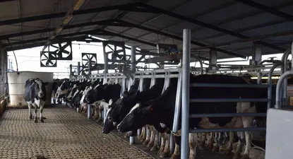 Producción de leche en San José.