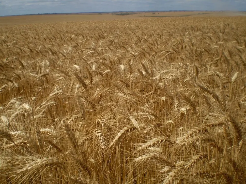 La producción crece sin cesar