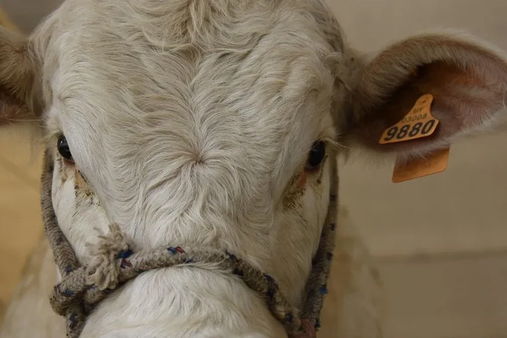 La trazabilidad uruguaya gana prestigio en China.