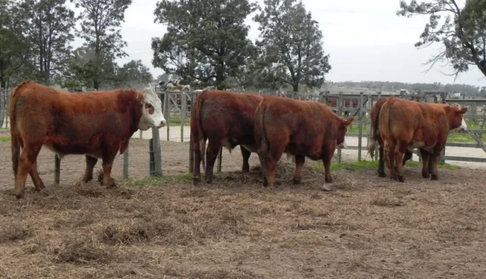Se resaltó el valor que tiene la evaluación del animal en pie