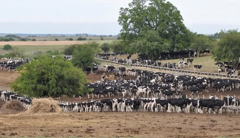 No llueve y se agudiza el problema de qué darle de comer al rodeo lechero.