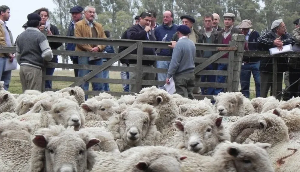 La Gira Corriedale 2015 se enfocará en los sistemas de producción intensivos