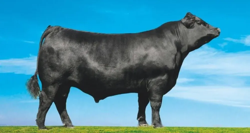 La muestra se hará en Flores.