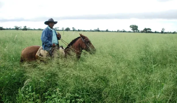 El clima favorable asegura una excelente producción de pasturas