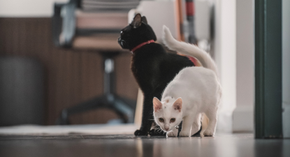 magia negra y sacrificios de animales en uruguay: que hay detras de los rituales que se multiplican en octubre y que cuidados hay que tener con gatos y perros