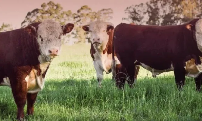 El remate se hará en el local Conventos.