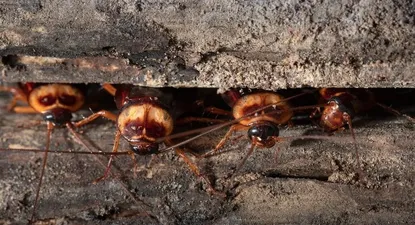 Las cucarachas y las moscas caseras pueden proliferar en los próximos años.