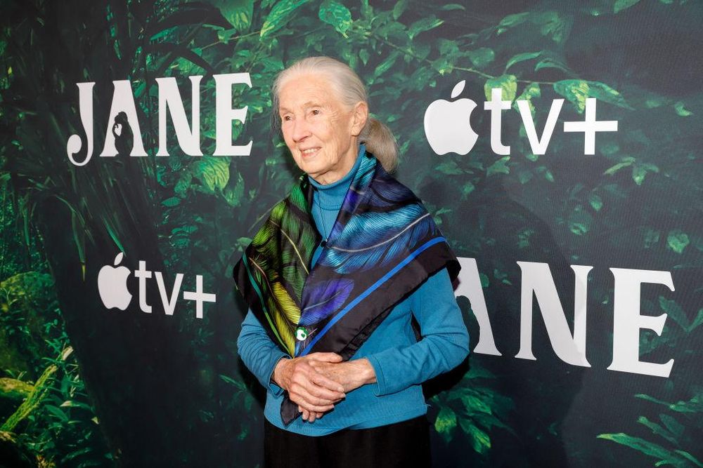 Jane Goodall en la premiere de &quot;Jane&quot; en el California Science Center, en abril de 2023.