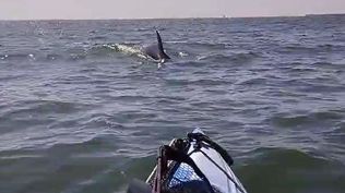 Un gurpo de delfines sorprendió a un bañista en su kayak.