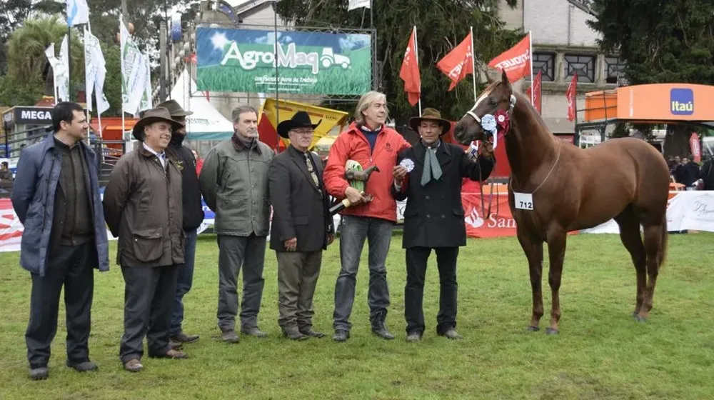 El Gran Campeón en la raza Cuarto de Milla, de La Perseverancia.