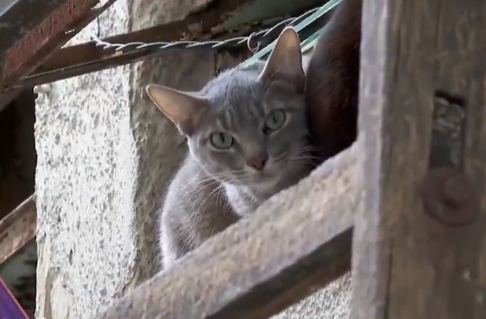 Vecinos denuncian más de 20 gatos en apartamento abandonado en el Centro de Montevideo