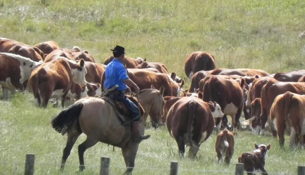 La producción sobre campo natural tiene nuevos rumbos