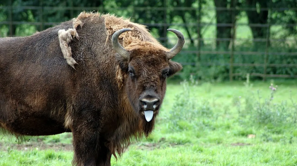 Bisonte en Monte Quemado de Andújar visto por ciclistas.