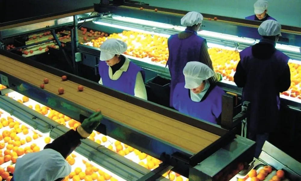 Los cítricos predominan entre la fruta fresca seleccionada que se exporta