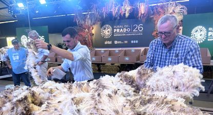Expo Rural del Prado: concurso lanero en la raza Ideal.