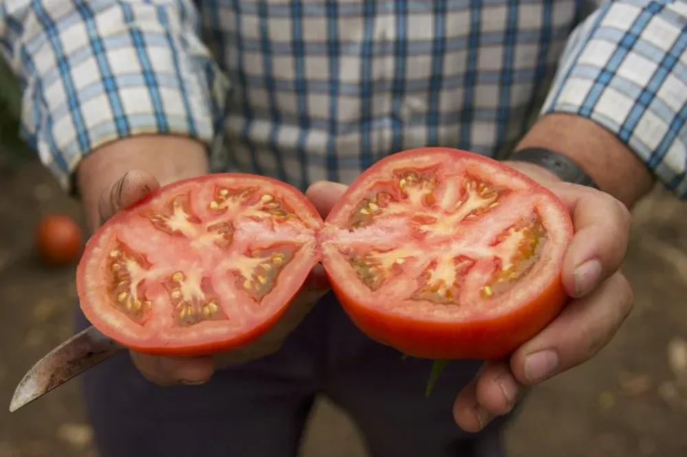 Tomates producidos con la ayuda de NutraGreen