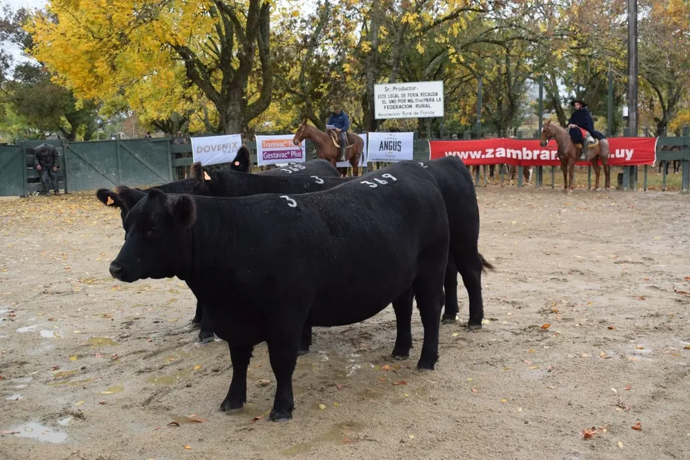 El trío de vacas integrantes del Lote Campeón PI de San José.