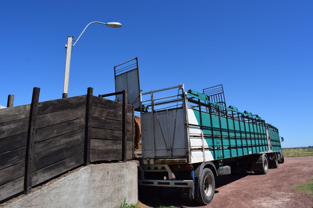 El bienestar animal, en cada instancia de la cadena agroindustrial de la carne, es fundamental.