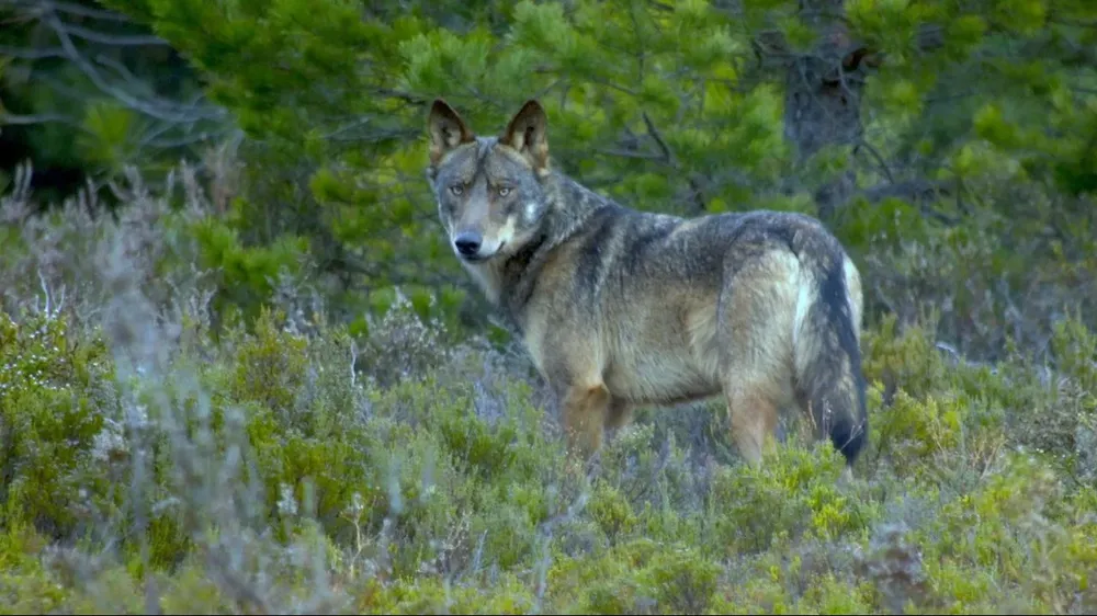 Según la Comisión Europea, los lobos matan unas 65.000 cabezas de ganado al año en la Unión Europea; en especial ovejas y cabras, pero también vacas, caballos y burros.