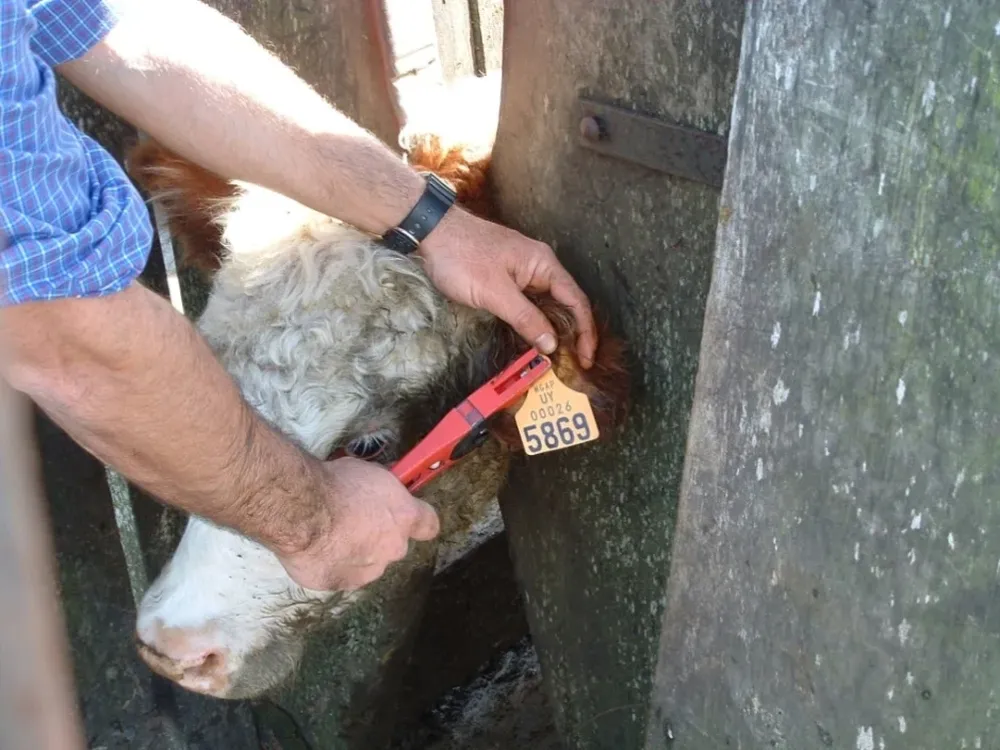 En algunos casos se ha visto que el 10% del ganado que llega a faena no tiene caravana electrónica.