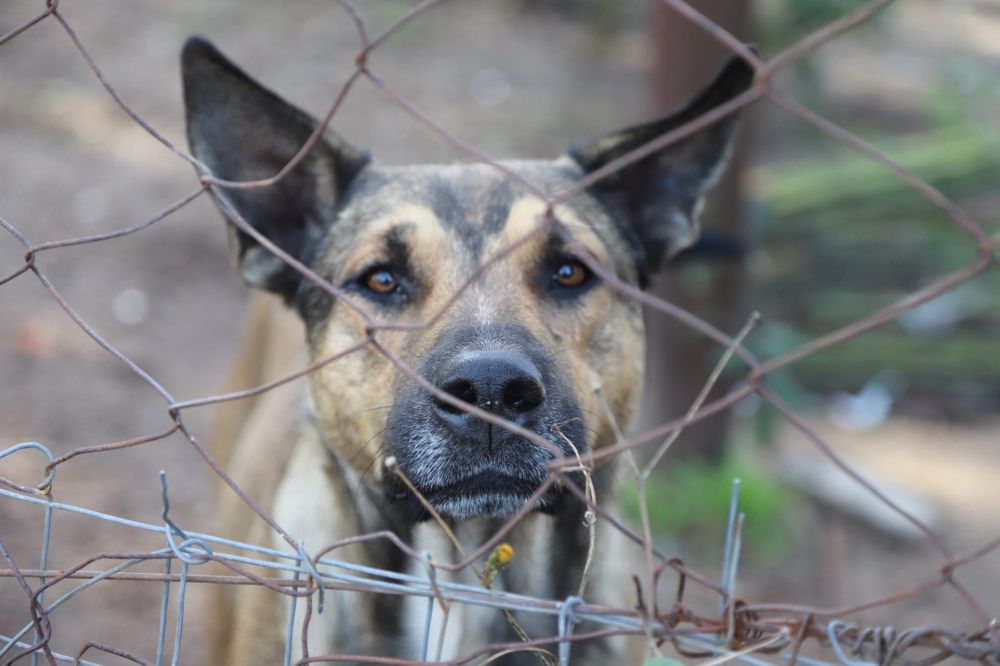 Siete perros fueron rescatados de un predio de AFE