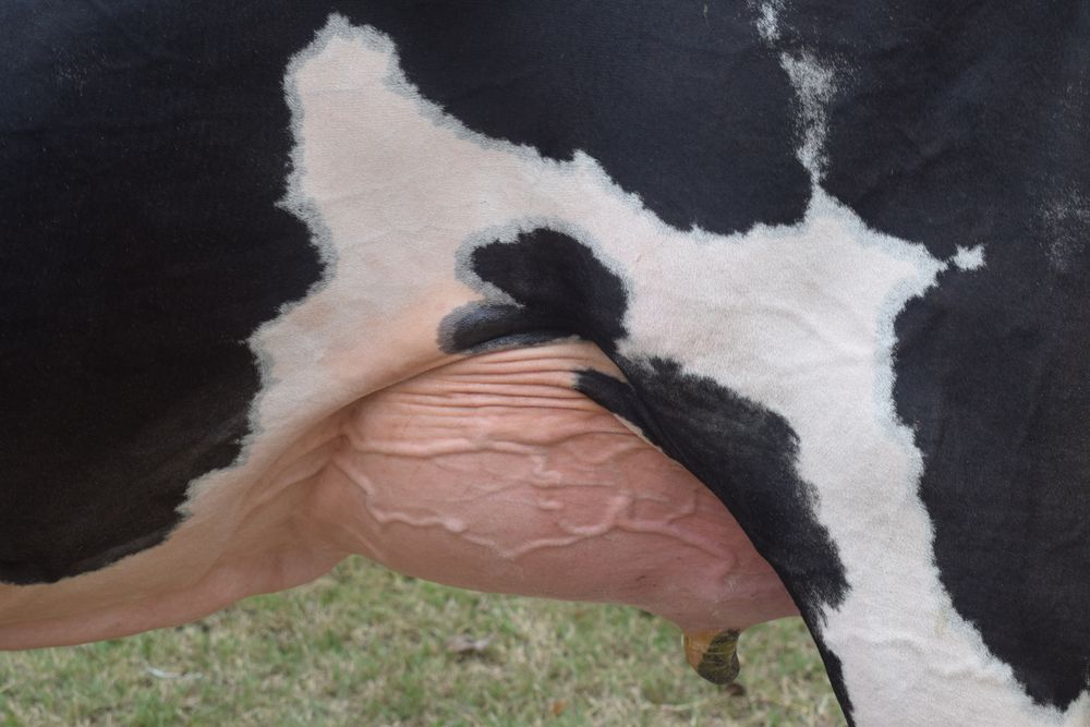 Leche: más producción y llegada de materia prima a las plantas industriales.