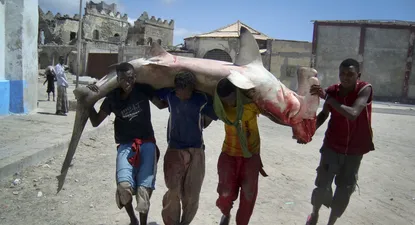 Pescadores de Somalia cargan un tiburón martillo para vender en el mercado