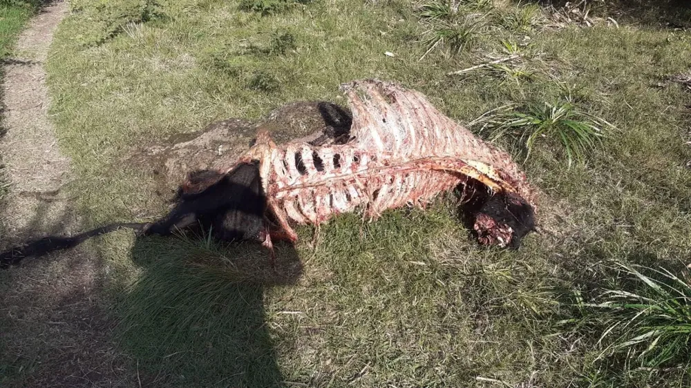 La carneada fue sobre costas del arroyo Bizcocho que desemboca en el río San Salvador, que tiene costa en la estancia.