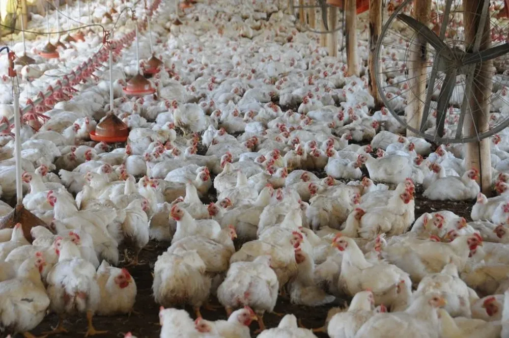 Carniceros gestionan nuevas importaciones de pollos desde Brasil