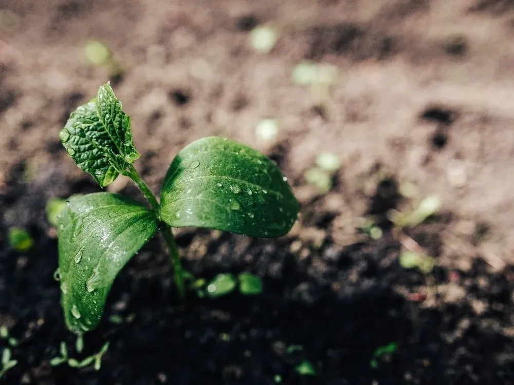 Durante mucho tiempo, se utilizaron los excrementos urbanos en los campos agrícolas, antes de ser remplazados por fertilizantes químicos.