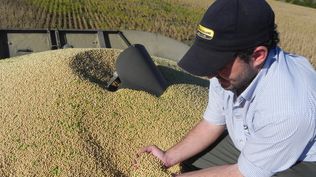Mercado de granos: productores atentos a los precios de la soja cuando se aproxima una nueva siembra del cultivo más expandido en el área de chacra de Uruguay.
