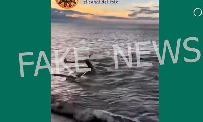 Preocupación en Punta del Este tras falso video viral que muestra tiburones en las playas
