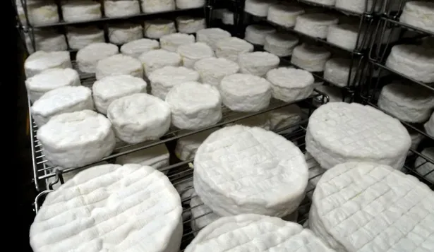 Quesos de exportación.