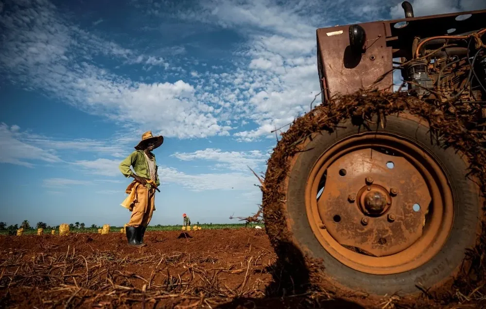 La falta de insumos, semillas y maquinarias ha hecho caer drásticamente la producción agropecuaria cubana