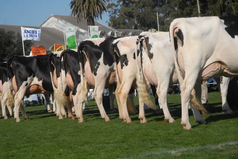 Este año harán dos muestras de Holando en Montevideo. G. Zamora