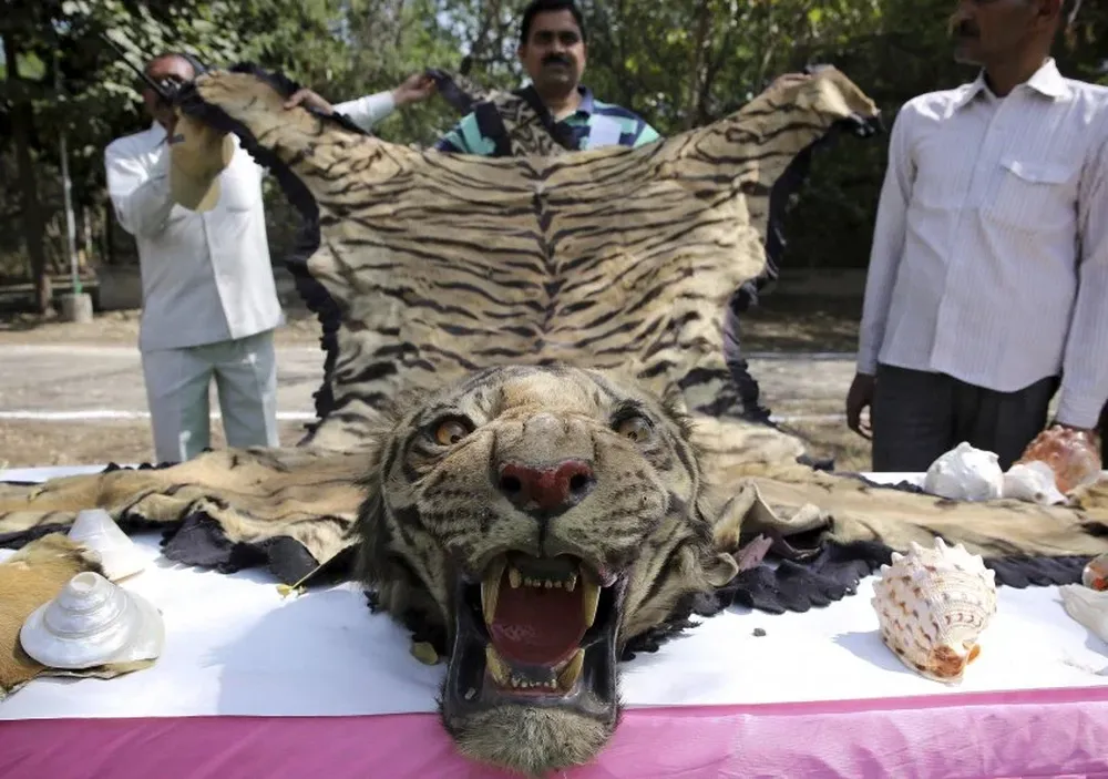 Empleados muestran la piel de un tigre antes de ser incinerada en el zoo de Nueva Delhi, India