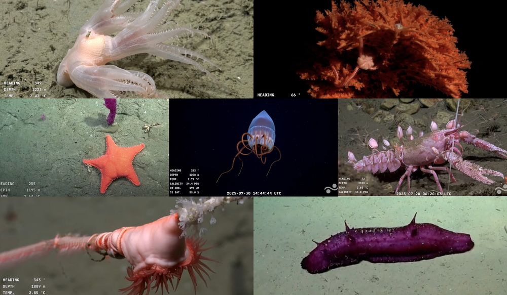 Imágenes de la exploración en Argentina