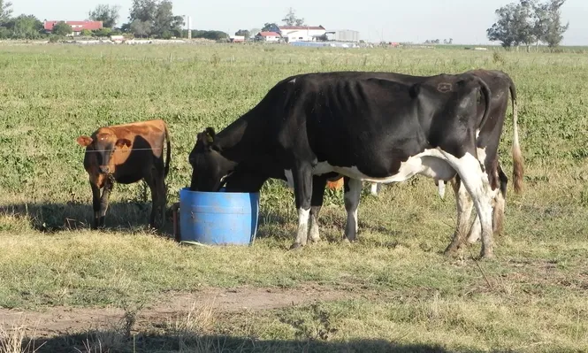 MGAP anunció medidas para productores perjudicados por el déficit hídrico.