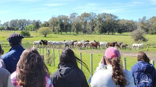 Producción equina: un tema de alta relevancia, especialmente en Cerro Largo.