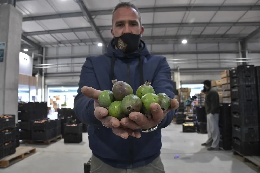 Los primeros guayabos del país domesticados que se vendieron en el país se cosecharon en Colonia.