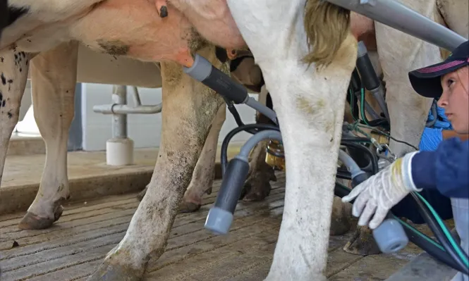 Conaprole subió precio de la leche a US$ 0,30 y da un alivio a los tamberos