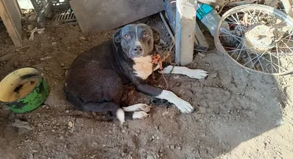 inba destina recursos para castrar e identificar perros y gatos con el objetivo de combatir la sobrepoblacion
