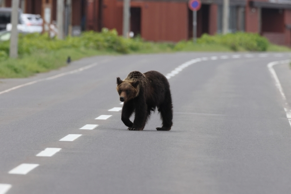 Los osos deambulas por las calles del norte de Japón.