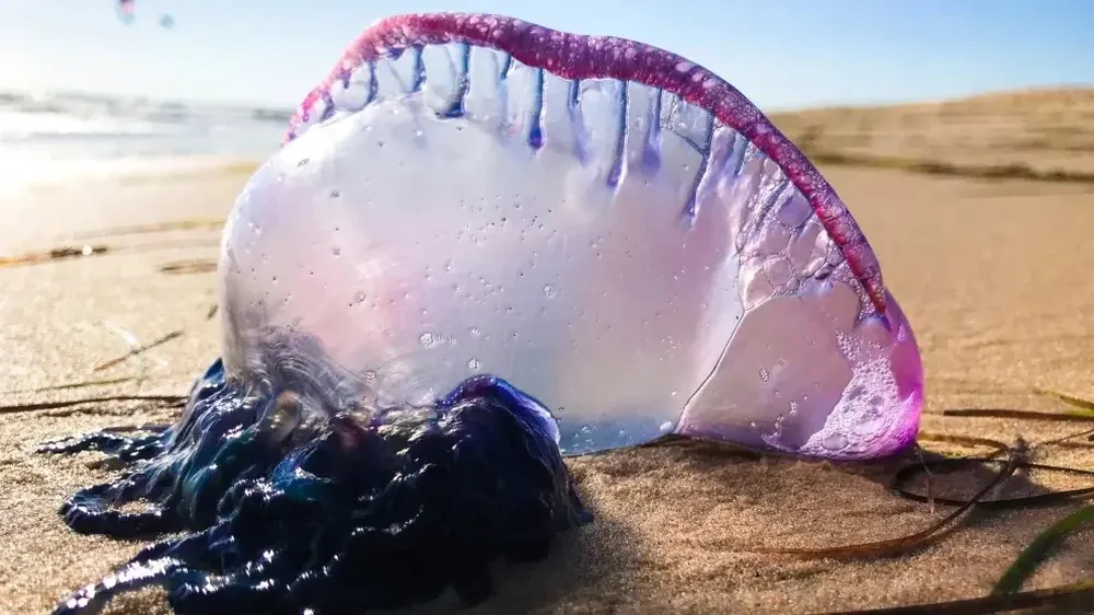 La imagen de una carabela portuguesa en una playa